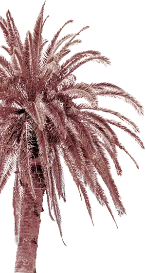 Palm tree