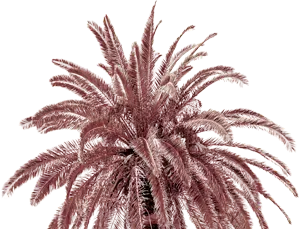 Palm tree