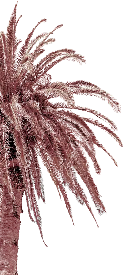 Palm tree