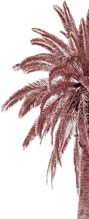 Palm tree