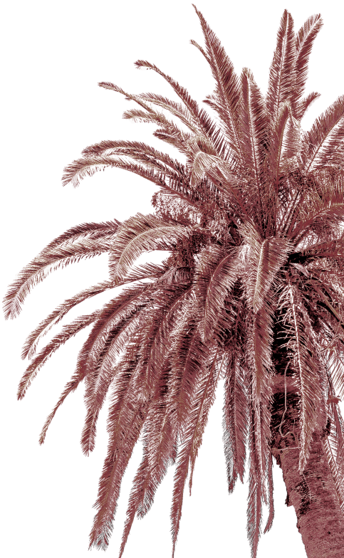Palm tree