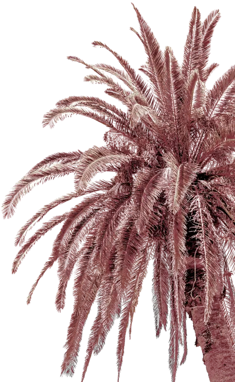 Palm tree